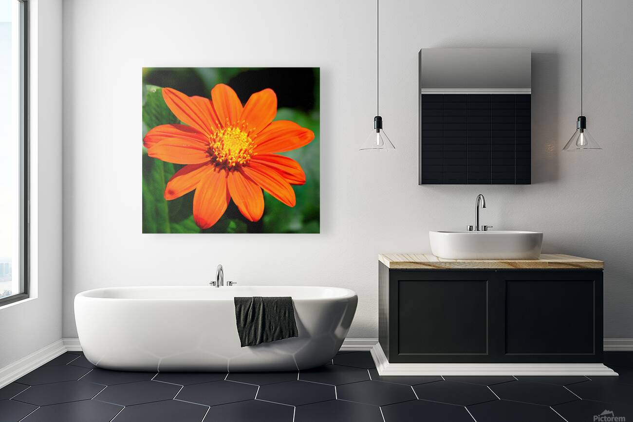 Orange zinnia Reproduction