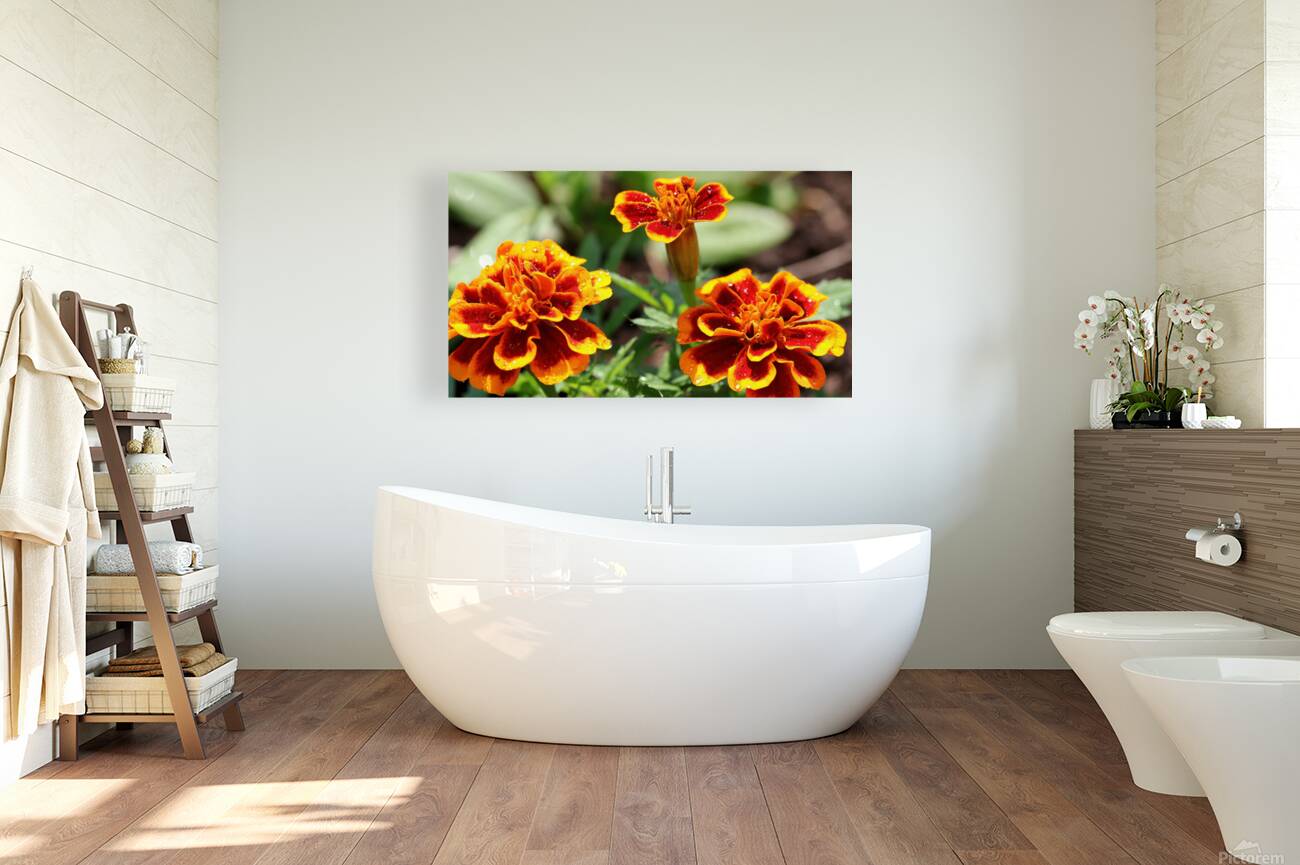 Marigold flowers Reproduction