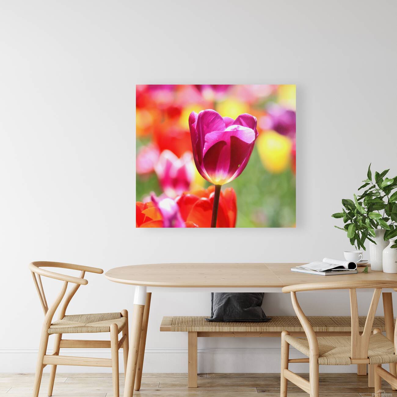 Red tulip Reproduction