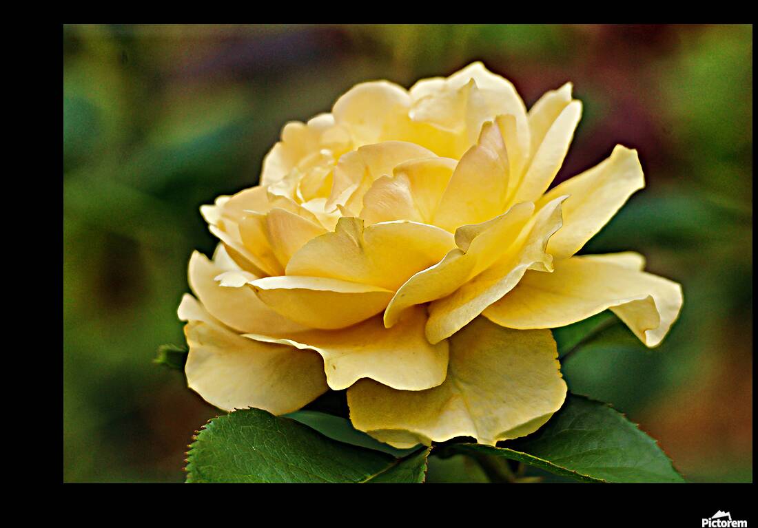 Yellow rose Reproduction