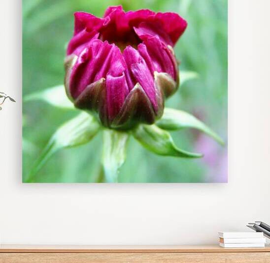 Dahlia bud Reproduction