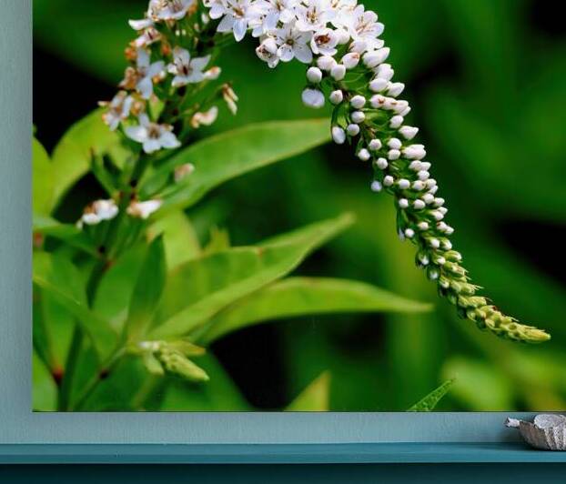 White foxglove Reproduction