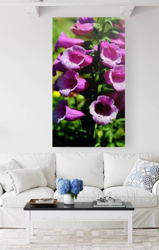Pink foxgloves by Guy Hee Photography