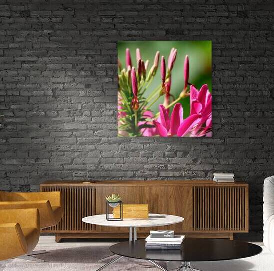 Pink cleome spinosa Reproduction
