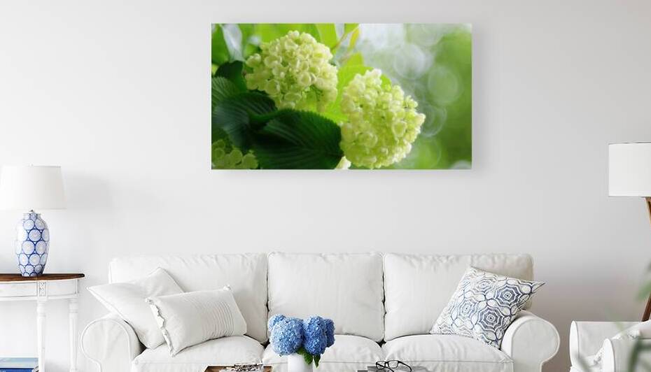 Hydrangea 1 Reproduction