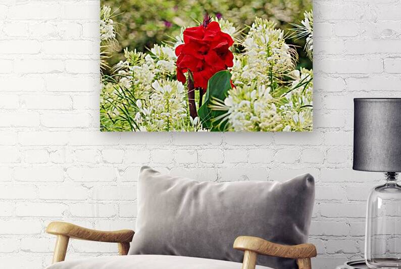 Red on white Reproduction