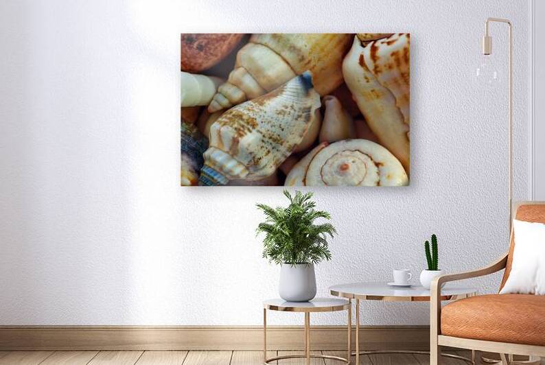 Tropical shells 2 by Guy Hee Photography