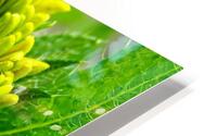 Eternal spring HD Metal print