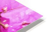 Pinkies HD Metal print