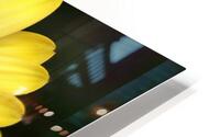 Yellow daisies HD Metal print