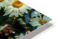 Daisies delight HD Metal print