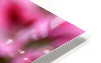 Pink crocus HD Metal print