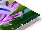 Blue agapentus HD Metal print