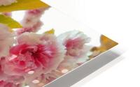 Cherry blossoms HD Metal print