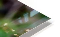 Lilacs HD Metal print