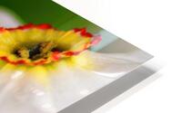 Narcissus HD Metal print