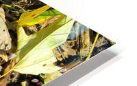 Maple Leaf HD Metal print