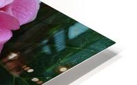 Pink hygrangea HD Metal print