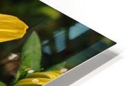 Yellow daisy macroshot HD Metal print