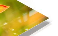 Lily HD Metal print