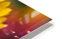 Gallardia macroshot HD Metal print
