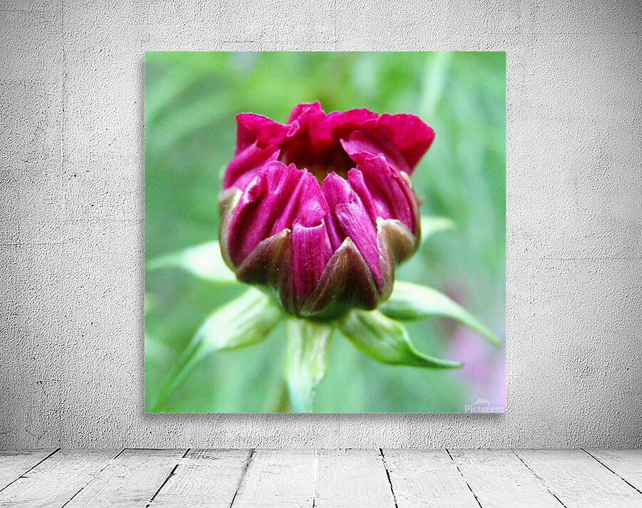 Dahlia bud Wall Preview