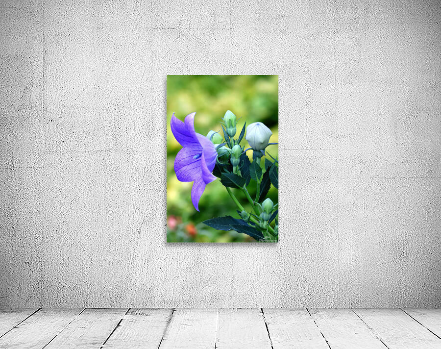 Blue bell Wall Preview