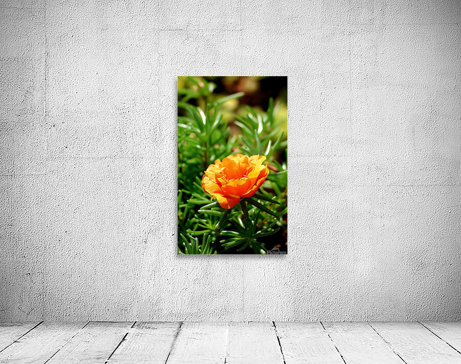 Orange moss rose  Wall Preview
