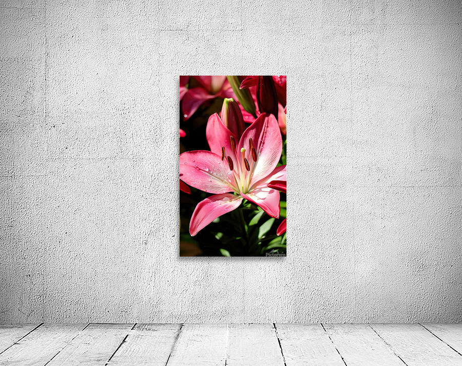 Pink asiatic lily Wall Preview