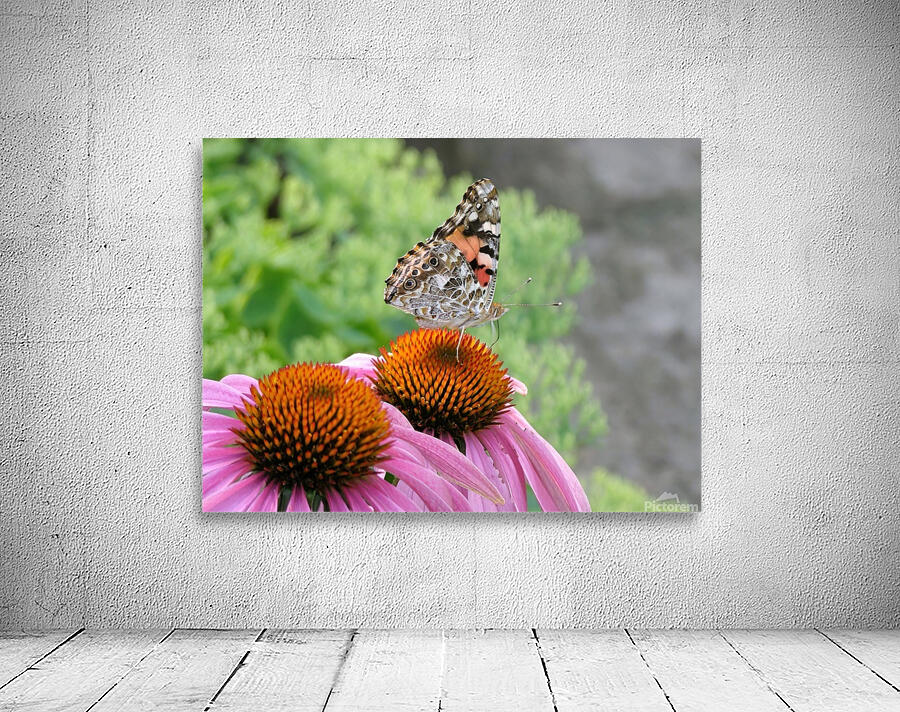 Pretty monarch Wall Preview