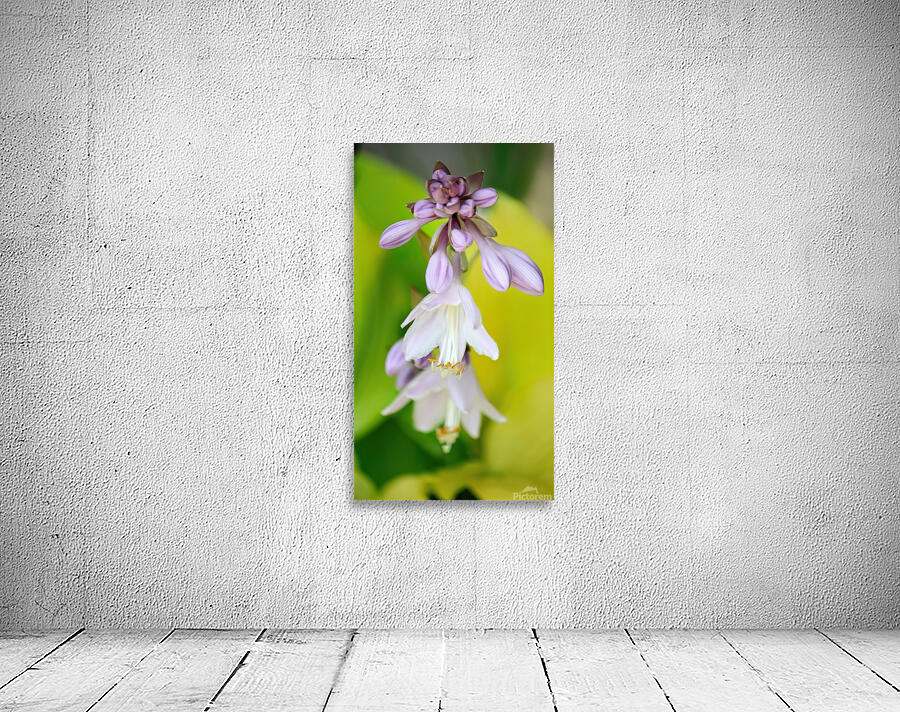 Hosta flowers Wall Preview