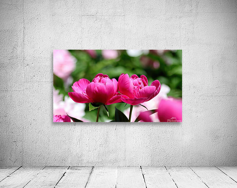 Pink peonies Wall Preview