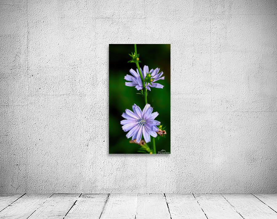 Wild chicory flower Wall Preview