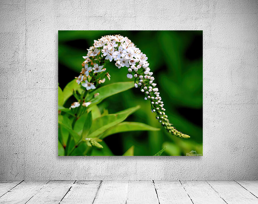 White foxglove Wall Preview