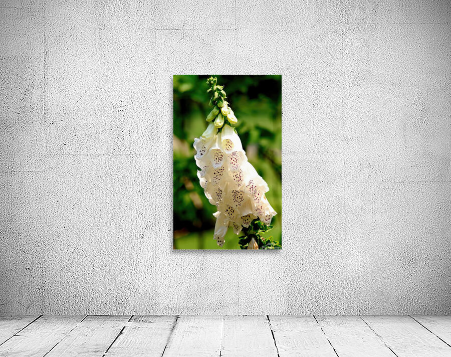 Pretty white foxgloves Wall Preview