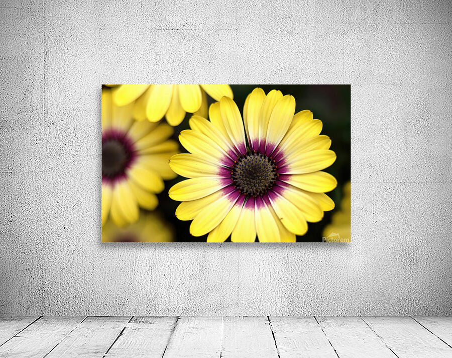 Yellow daisies Wall Preview