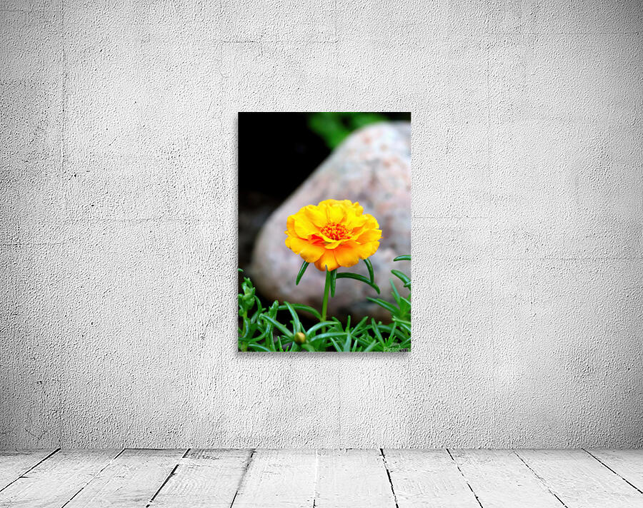 Yellow moss rose Wall Preview
