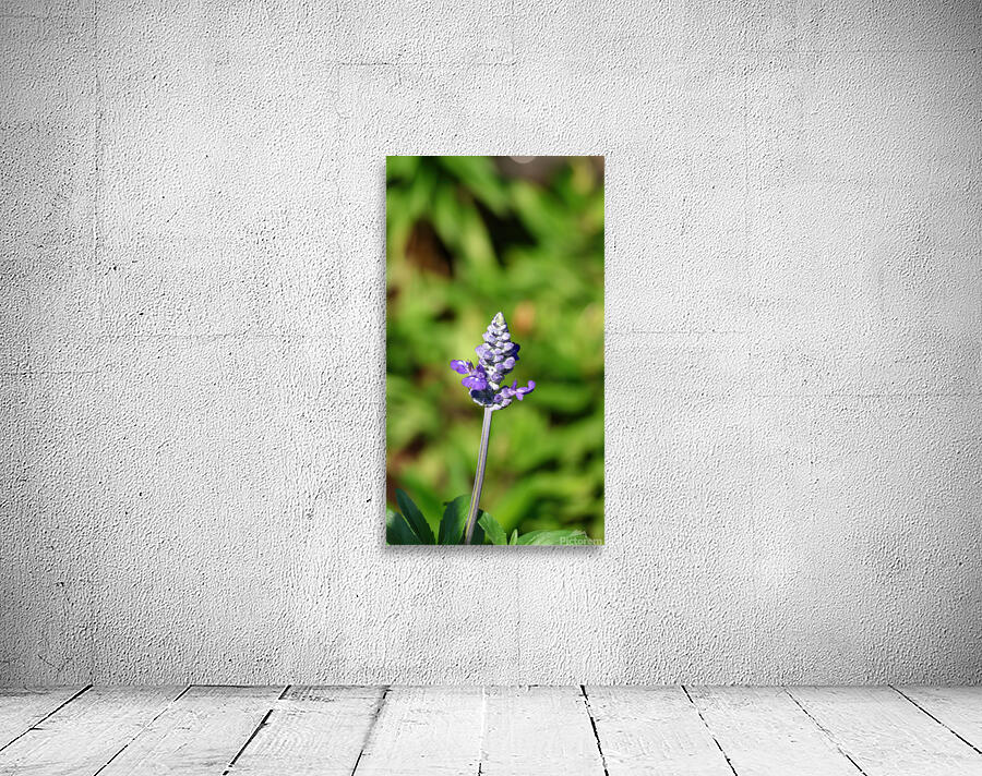 Single lavender Wall Preview