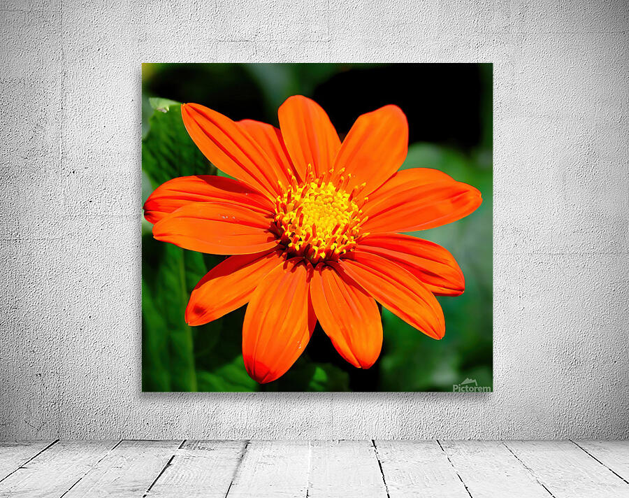 Orange zinnia Wall Preview