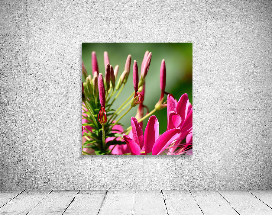 Pink cleome spinosa Wall Preview