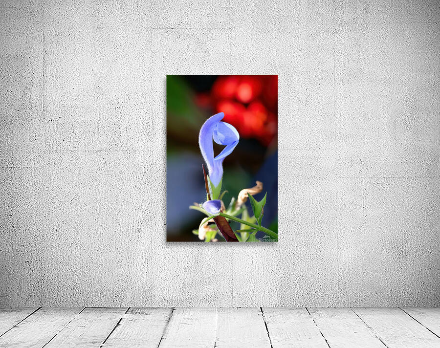 Blue salvia Wall Preview