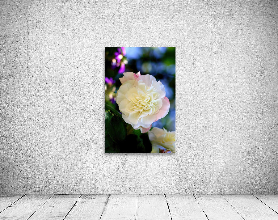 White begonia Wall Preview
