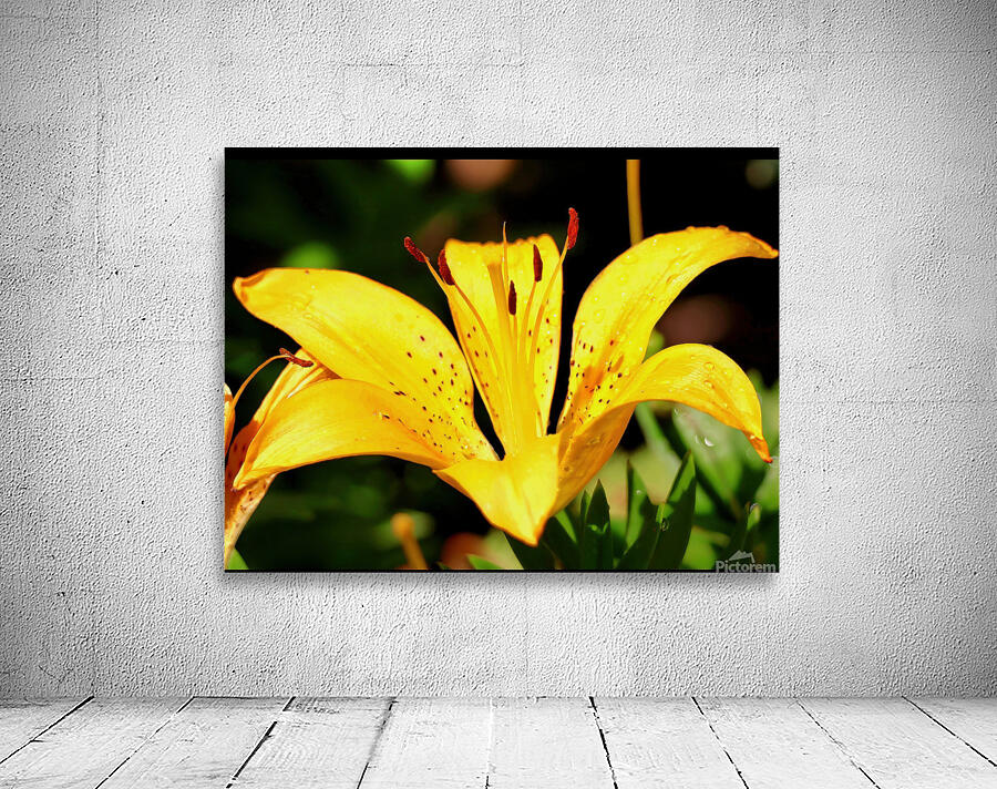 Yellow iris Wall Preview