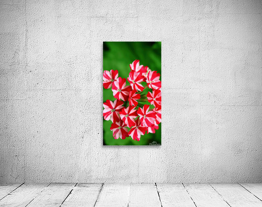 Verbena flowers Wall Preview
