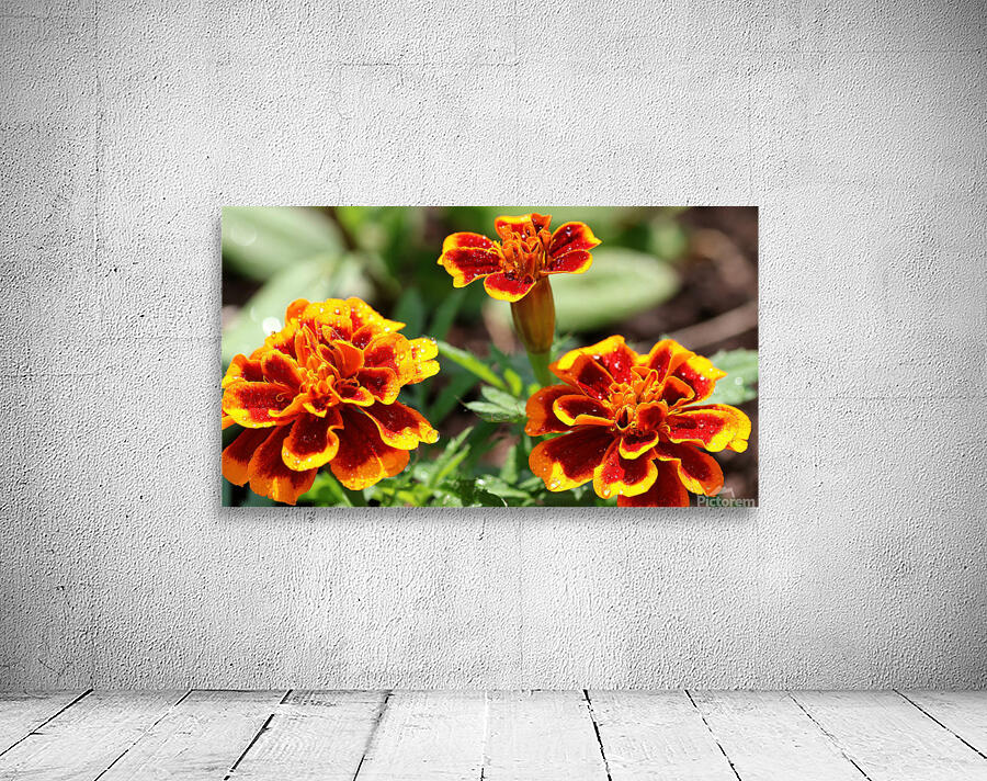 Marigold flowers Wall Preview