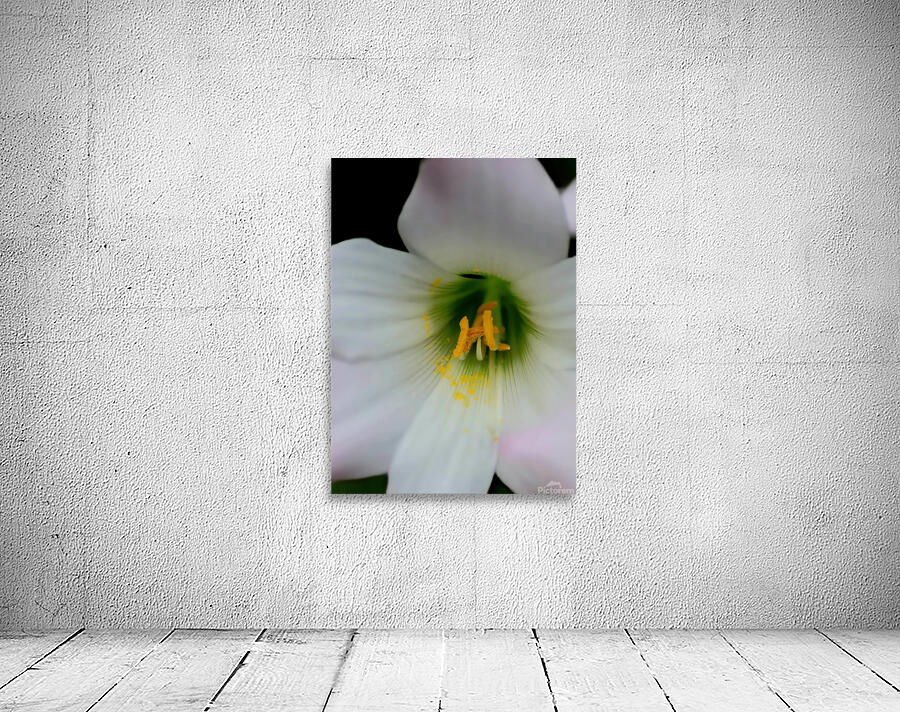 Easter lily Wall Preview
