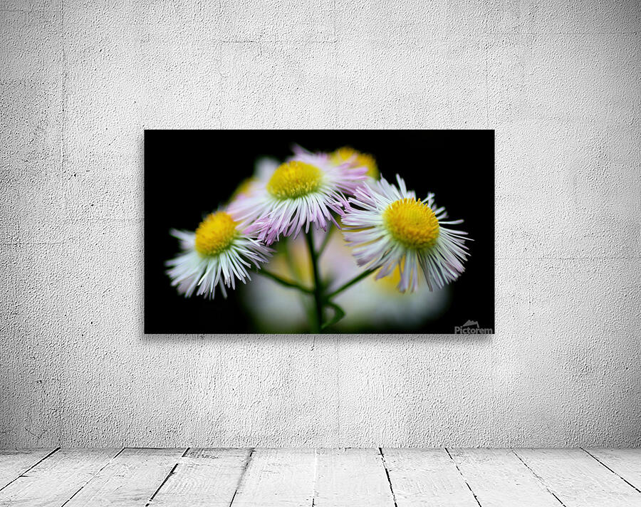 White calico asters Wall Preview