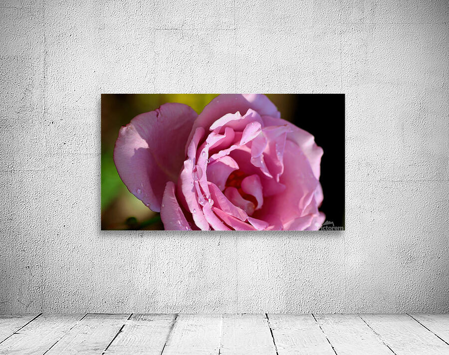 Pink rose Wall Preview