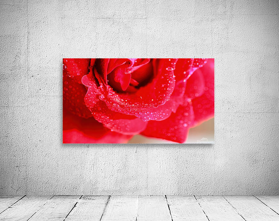 Rose petals Wall Preview