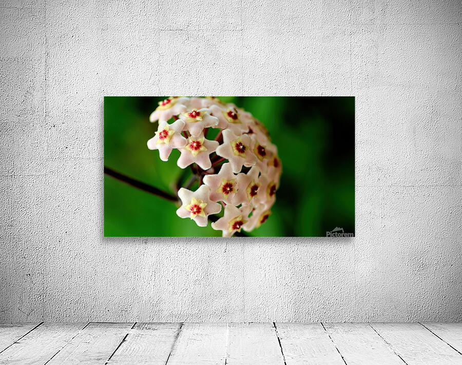 Hoya flowers Wall Preview